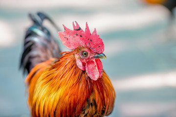 Close-up view of the chicken face, blurred movements from food searching, live in groups and some species can be used as food 
