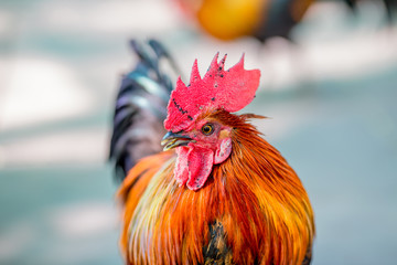 Close-up view of the chicken face, blurred movements from food searching, live in groups and some species can be used as food 