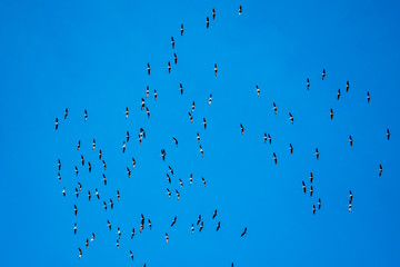 Zugvögel Kraniche Formation am blauen Himmel