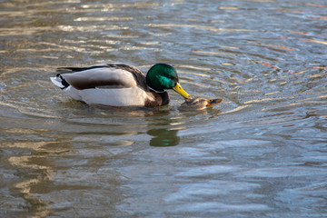 Mating ducks
