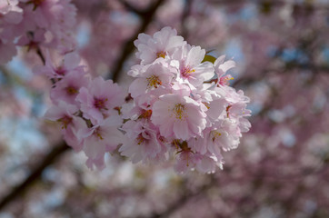 Cherry blossoms is a safe spring sign.