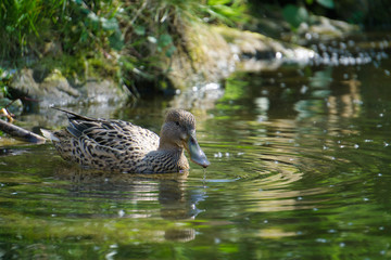 Australische Löffelente