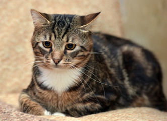 marble brown with white beautiful cat