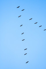Zugvögel Kraniche Formation am blauen Himmel