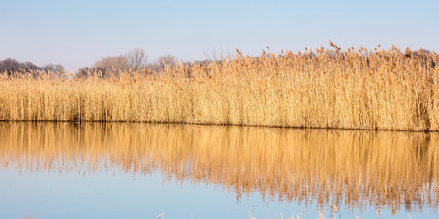 Gewässer mit trockenem Schilf, Rieselfeldern, Münster, Münsterland, Nordrhein-Westfalen, Deutschland, Europa