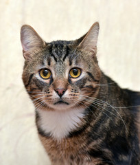marble brown with white beautiful cat
