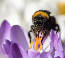 Hummel auf violetter Blüte - Makroaufnahme