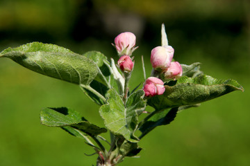 Beautiful closeup spring flowering blossoming plum tree in the spring. Selective focus.