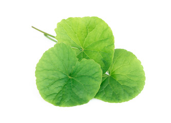 Closeup leaf of Gotu kola, Asiatic pennywort, Indian pennywort on white background, herb and...