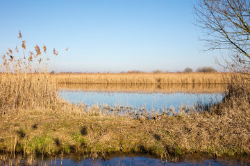 Teich in den Rieselfeldern, Münster, Münsterland, Nordrhein-Westfalen, Deutschland, Europa