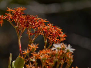 Small orange and white flowers in home garden with DOF effect