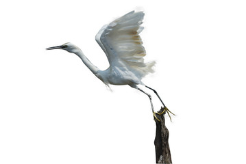White egret on a white background