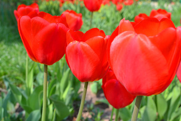Obraz premium red tulip with in background field of tulips