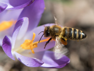 Biene auf violetter Blüte - Makroaufnahme