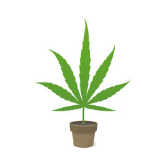 Marijuana leaf in a pot. Icon or logo. Green on a white background. Hemp potted plant. Cannabis sativa. Isolated vector illustration.
