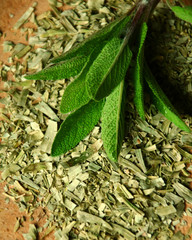 salbei trocken und frisch