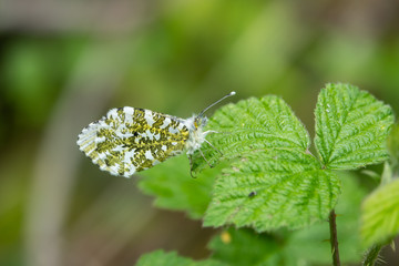 Orangetip Butterfly on Leaf in Springtime