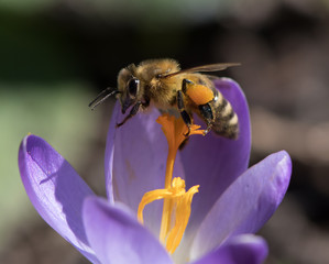 Biene auf violetter Blüte - Makroaufnahme