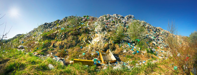 Apple tree blooming on a pile of garbage