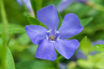 Periwinkle plant (Vinca minor). Macro of small, delicate and bright  flowers of periwinkle in sunny spring day. selective focus.