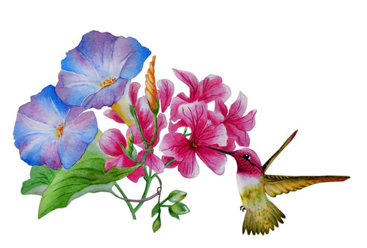 Watercolor with a flowering morning glory and pink mallow. Nearby flies a beautiful hummingbird, collecting nectar. Illustration executed in traditional сhinese style, isolated on white background.
