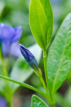 Periwinkle plant (Vinca minor). Macro of small, delicate and bright  flowers of periwinkle in sunny spring day. selective focus.