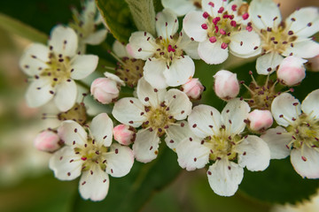 Closeup of beautiful Chokeberry flowers. selective focus. 