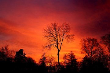 Bright photo of red sunset in the spring in the park