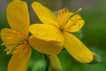 Fototapeta na wymiar Closeup of yellow celandine flower. selective focus