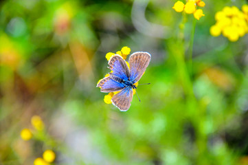 fleur, papillon, nature, bleu, insecte, vert, été, plante, printemps, prairie, mauve, macro, fleur, beauté, fleures, gazon, flore, beau, fleurir, sauvage, feuille, jardin, animal, jaune