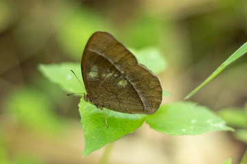 Butterfly sits on a green leave spring season