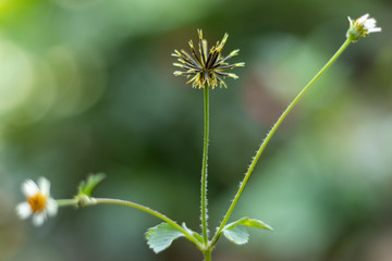 Wild bidens flower thorns sticks spring season 