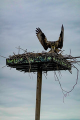 Solomons, Maryland, USA An osprey bird in its nest.