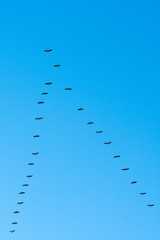 Zugvögel Kraniche Formation am blauen Himmel