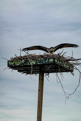 Solomons, Maryland, USA An osprey bird in its nest.