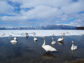 雪の湖と白鳥