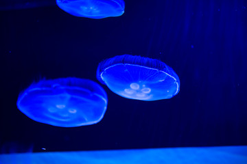 jellyfish