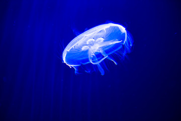 jellyfish