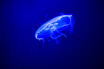 jellyfish
