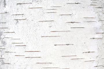 Obraz premium pattern of birch bark with black birch stripes on white birch bark and with wooden birch bark texture