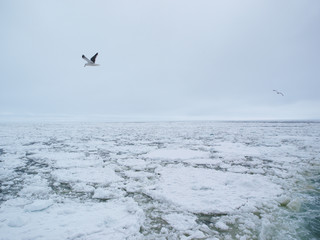 流氷の海を飛ぶ海鳥