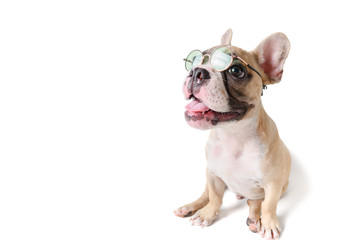 Cute french bulldog wear sunglass and smile