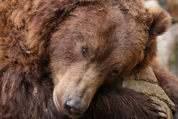 Obraz premium Detail face grizzly