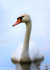 One swan on the water