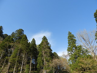 春の杉林・秋田市太平山