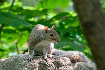little sweet squirrel on a rock