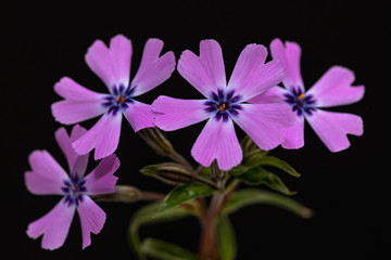 Close up of pink phlox flowers on black