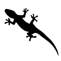Fototapeta premium silhouette of gecko, lizard on white background. vector illustration