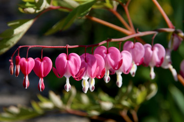 Pacific or Wild Bleeding Heart, Dicentra Formosa, flowers on stem with bokeh background, macro,...