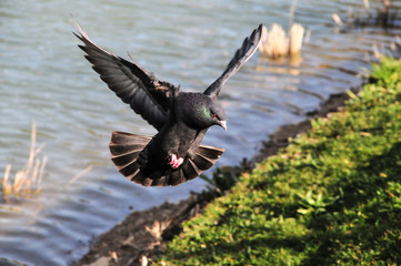 oiseau, eau, canard, animal, nature, faune, volant, lac, vol, sauvage, ailes, pigeon, oiseau, empennage, étang, goéland, anas platyrhynchos, oie, foulque, mouche, noir, bec, empennage, vert, fleuve